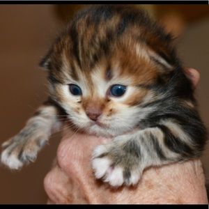 All Sales Going Towards My New Therapy Kitty